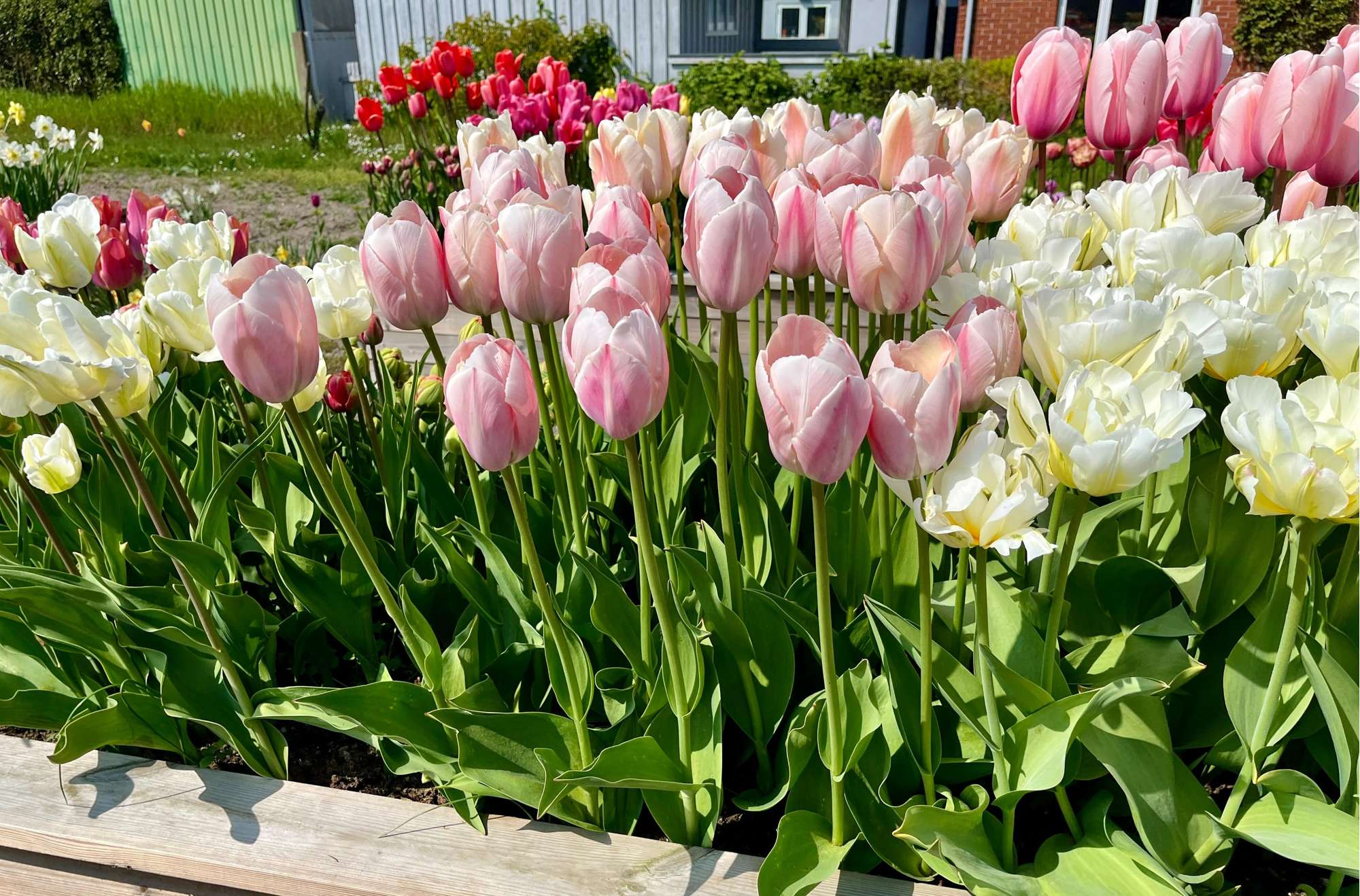 Tulpe 'Salmon van Eijk'